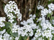 2 x White Honesty (Lunaria