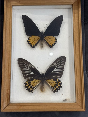 Taxidermy butterflies - taxidermy,