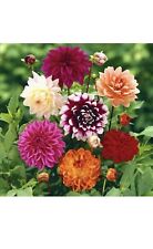 APPROX. 60+ x POMPOME DAHLIA SEEDS ● DOUBLE MIXED COLOURS ● POMPOM LONG STEMS