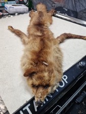 Vintage Taxidermy Silver Fox