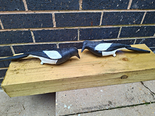 Full bodied magpies - full, black