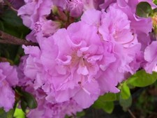 Japanese Azalea Elsie Lee in