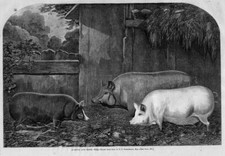 PIGS, SUFFOLK AND ESSEX BREED