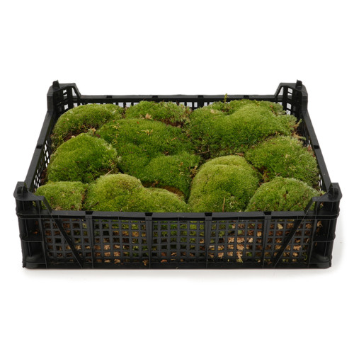 Live bun cushion moss - cushion,