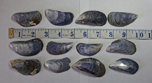 Mussel shells scottish halves - shells,