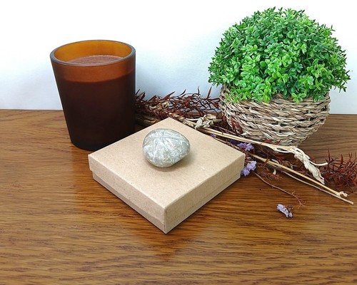Genuine polished echinoid - genuine,