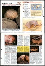 Naked Mole Rat #331 Mammals