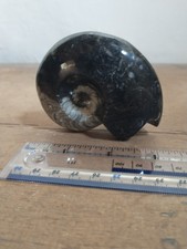 Goniatite Fossil Ammonite