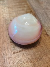Polished tiger clam shell - clam,