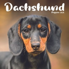 Dachshund Puppies Mini Calendar 2026