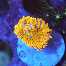 orange Mushroom Marine Coral