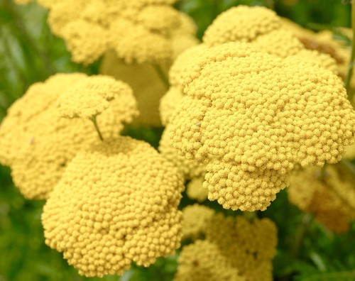 Yarrow cloth gold achillea - yarrow,