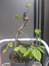 Part trained hornbeam - trained,