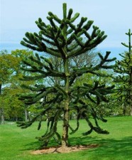 Monkey Puzzle Tree - Araucaria