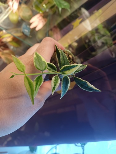 Rare hoya bella anneke buis - rare,
