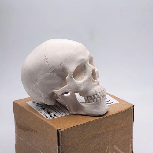 Human skull replica resin - uk,