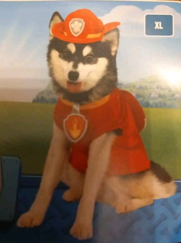 Marshall paw patrol pet - paw, dog