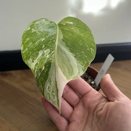 Monstera deliciosa albo - monstera,