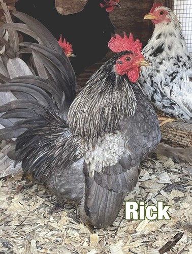 Serama hatching eggs - serama,