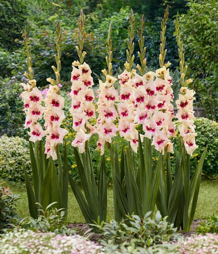 Gladioli amber mystique - gladioli,