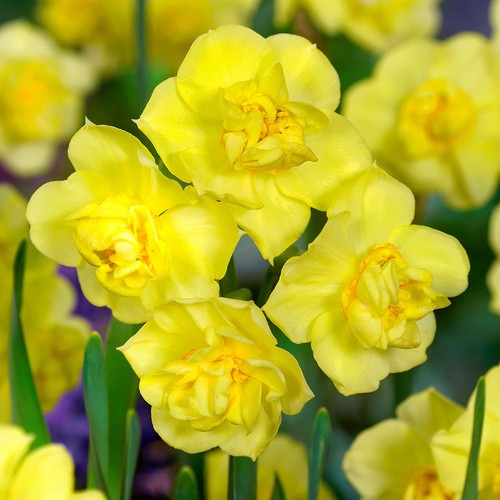 15x yellow cheerfulness - yellow,