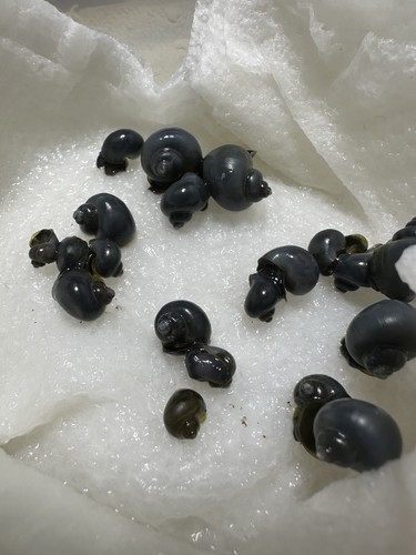 Live premium pea - sized, blue