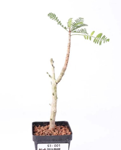 Pot 5cm rare bursera - 6.5cm,