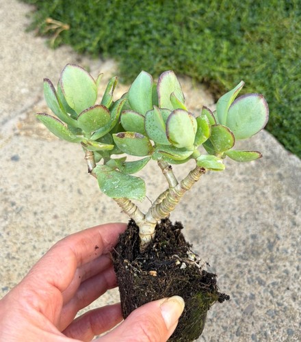 Crassula ripple jade plant - crassula,