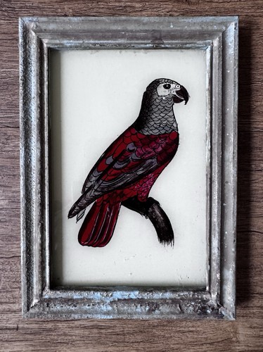 Indian red parrot vintage - parrot,