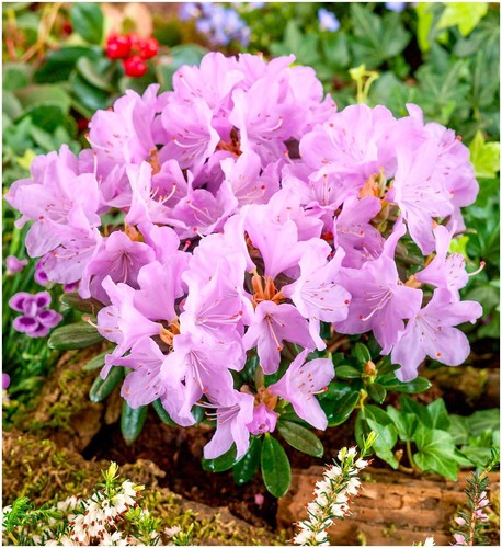 Dwarf rhododendron - dwarf,