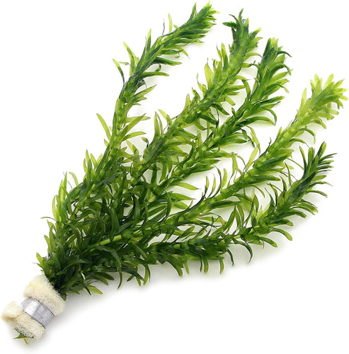 Elodea densa 1 bunch - 5,