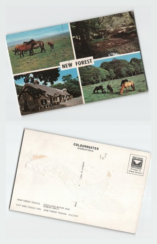 Vintage postcard new - new, forest
