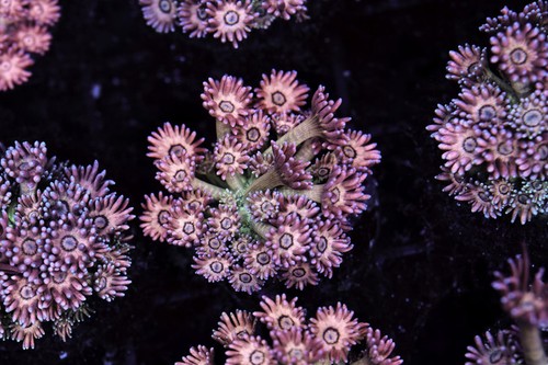 Key lime goniopora coral - key,