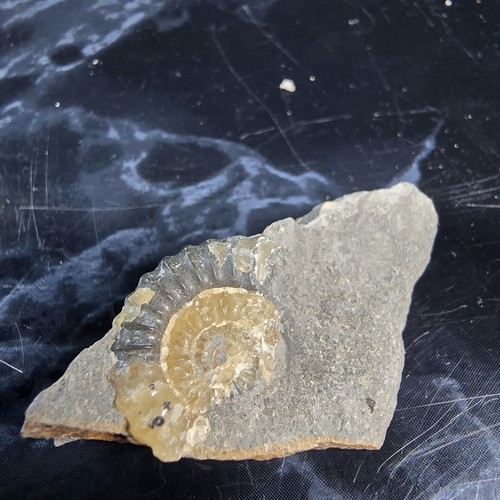 Genuine calcite ammonite - genuine,