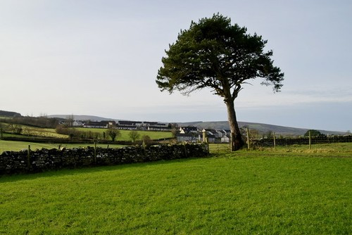 Photo 6x4 scots pine carony - pine,,