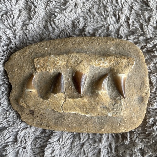 Fossil mosasaur jaw dinosaur - fossil,