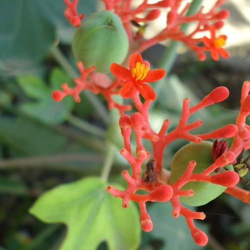 Buddha belly plant jatropha - plant,