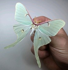 Actias Luna A- Set Specimen