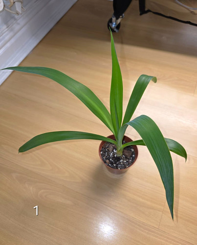 Yucca potted indoor houseplant - indoor,