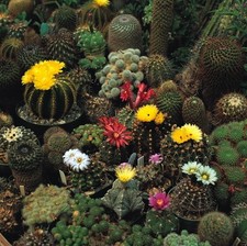 Flower - Cactus - Crown Mix - 100 Seeds