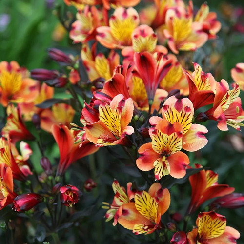 Alstroemeria summer paridise