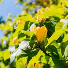 Magnolia Yellow Bird Tulip