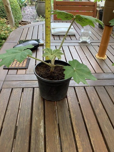 Tetrapanax
