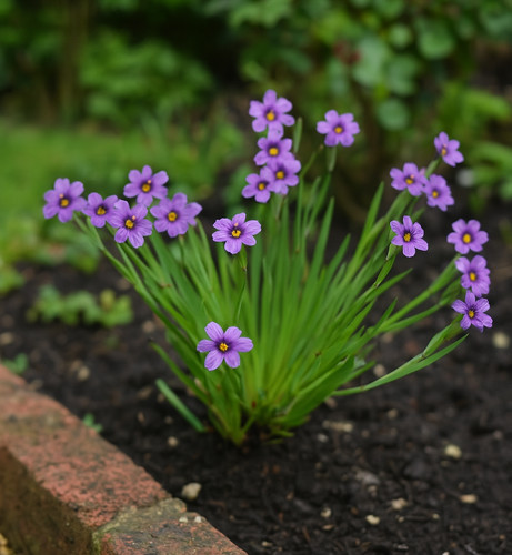 Sisyrinchium eye catching - sisyrinchium, eye-catching