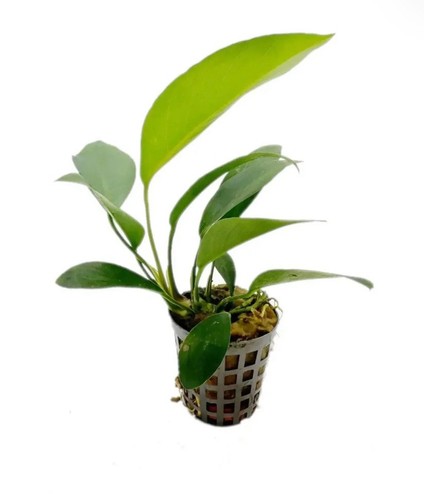 Anubias congensis live - anubias,