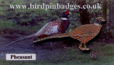Pheasant Bird pin badge on