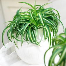 Stunning 20-30cm Chlorophytum Bonnie Trailing Spider Plant Indoor Houseplant