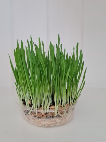 Cat grass seeds - cat, (wheatgrass)