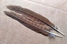 Fly tying / Native crafts / art - Golden Pheasant hen tail feathers