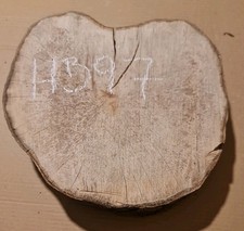 Old hornbeam burr burl - burl, cookie
